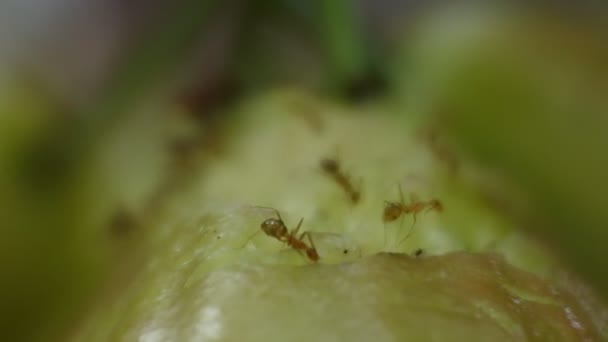 Dozens Rangrang Ants Clams Oecophylla Work Together Biting Guava Video — 비디오