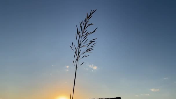 Feather Reed Grass Blowing Wind Sunset — Stockvideo