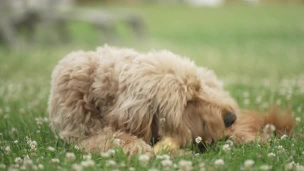 Ανοιχτό Καφέ Labradoodle Μάσημα Κόκκαλο Σκύλου Ένα Χωράφι Γρασίδι — Αρχείο Βίντεο