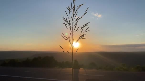 Father Reed Grass Φυσάει Στον Άνεμο Κατά Διάρκεια Του Ηλιοβασιλέματος — Αρχείο Βίντεο