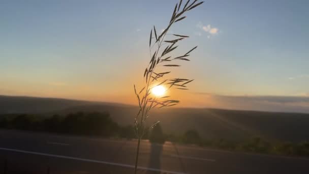 Feather Reed Grass Suflă Vânt Timpul Apusul Lunii — Videoclip de stoc