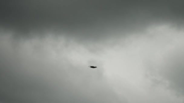 Silhouette Oiseau Volant Dans Ciel Orageux Venteux — Video