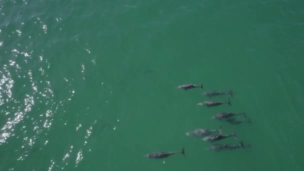 Aerial View Common Bottlenose Dolphins Swimming Blue Sea Fingal Bay — 비디오