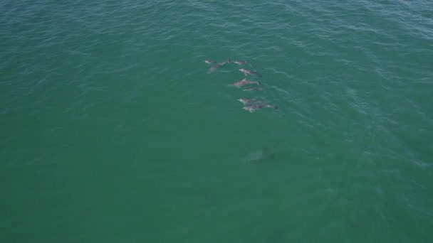 Grupa Delfinów Bottlenozy Tursiops Truncatus Morzu Orbita Drona Powietrza — Wideo stockowe