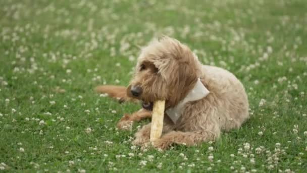 Light Brown Labradoodle Chewing Dog Bone Grass Field — Stockvideo