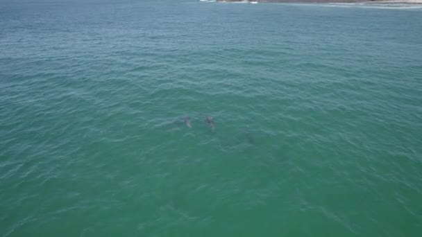 Tursiops Truncatus Swimming Sea Summer Common Bottlenose Dolphins Fingal Bay — Stock Video