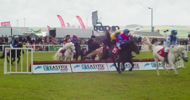 Shetland Ponies Racing Jumping Hurdle Para Grand National Debut Royal — Vídeo de Stock