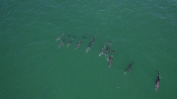 Bacalao Delfines Nariz Botella Nadando Una Fila Tursiops Truncatus Mar — Vídeos de Stock