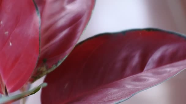 Primo Piano Colpo Fiore Aglonema Rosso Piantato Nel Vaso Video — Video Stock