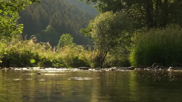 Klidná Horská Říční Voda Během Večerní Zlaté Hodiny Obklopena Zelenými — Stock video