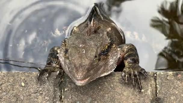 Wild Australian Water Dragon Intellagama Lesueurii Resting Edge Water Pond — Stock Video