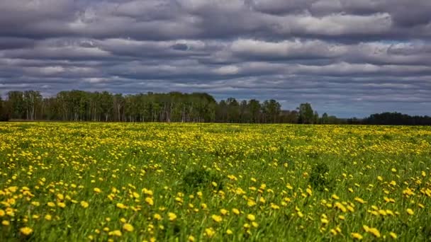 Blühende Planzenfarmen Von Taraxacum Werden Von Monsunwolken Beschattet — Stockvideo