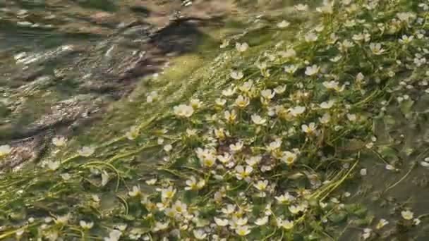 乌鸦脚的河流植物在流动的山河上缓慢移动4K — 图库视频影像