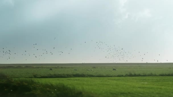 Bando Pequenos Pássaros Voa Céu Tempestuoso Ovelhas Pastam Campo Verde — Vídeo de Stock