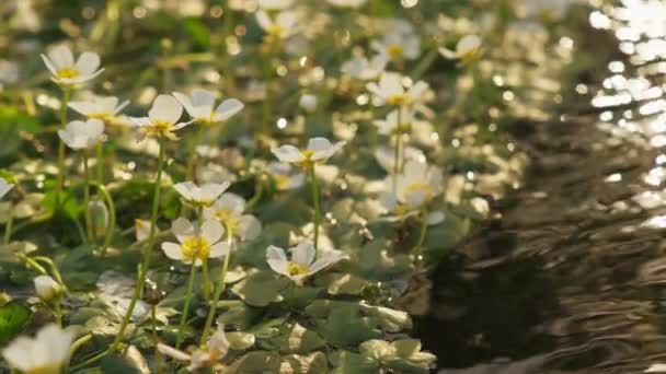 Détail Prise Vue Plantes Corneille Pied Rivière Déplaçant Sur Une — Video