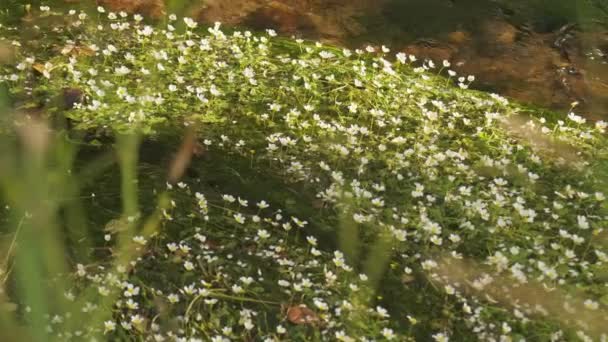 Ruhige Aufnahme Von Krähen Fuß Flusspflanzen Auf Flusswasser Zeitlupe — Stockvideo