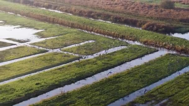 Cinematic Drone Shot Van Witte Zwerm Vogels Vliegen Natte Landbouwgronden — Stockvideo