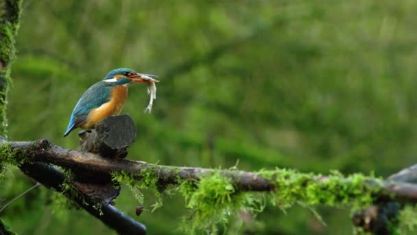 Eisvogel Beißt Zappelnden Fisch Auf Holz Verschluckt Ihn Und Schlägt — Stockvideo