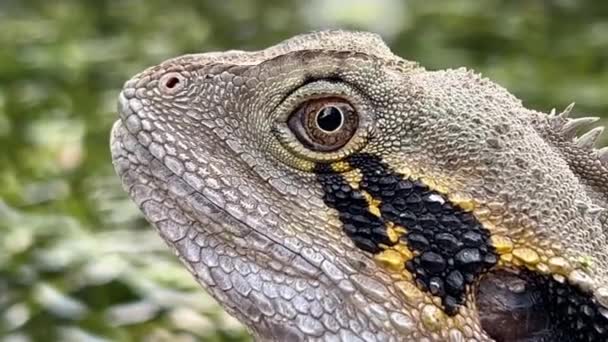 Dragón Agua Australiano Intelagama Lesueurii Parpadeando Con Leves Movimientos Cabeza — Vídeos de Stock