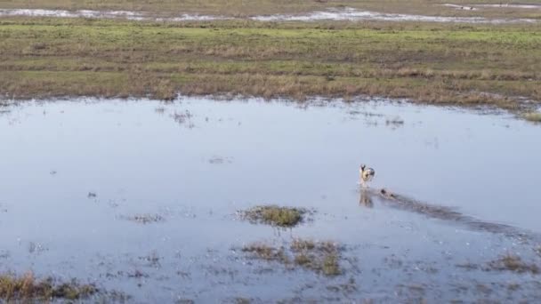 Aerial Drone Shot Two Roe Deer Running Marshes Flooded Meadows — Stockvideo