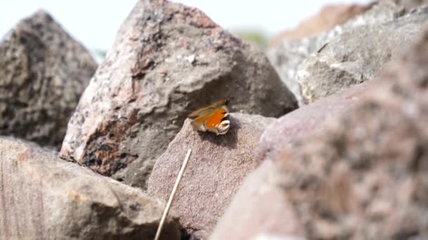 Butterfly Perching Enormi Rocks Flying Away Slow Motion — Video Stock