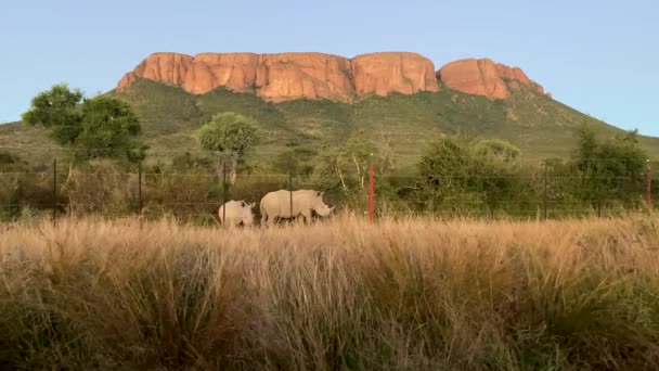 Salvajes Dos Rinocerontes Blancos Dentro Del Parque Nacional Marakele Atardecer — Vídeo de stock