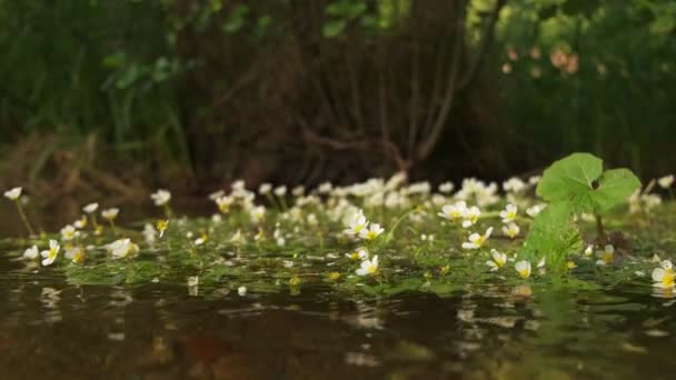 Χαμηλή Βολή Των Κορακιών Πόδι Ποταμού Φυτά Ένα Νερό Του — Αρχείο Βίντεο