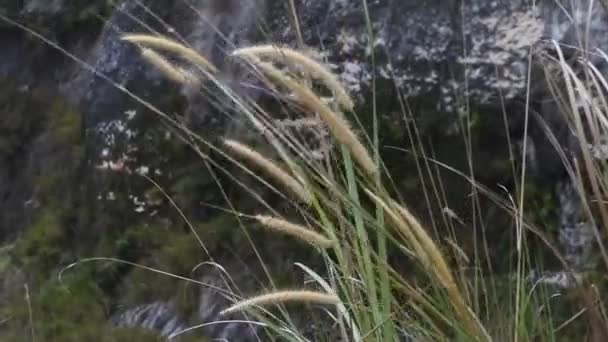 灌木丛中的杂草 音乐抒情诗插图的片段 杂草被微风吹散了 — 图库视频影像