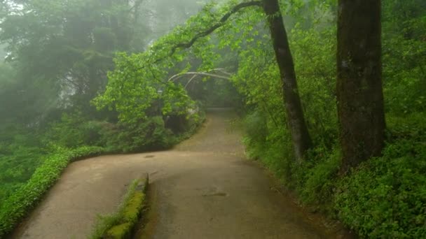 Pena Park Roads Shaded Eerie Mist Greenery Forest — Vídeo de Stock