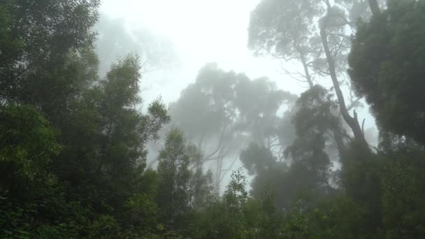 Misteriosa Misteriosa Niebla Bosque Villa Sassetti Trail — Vídeos de Stock