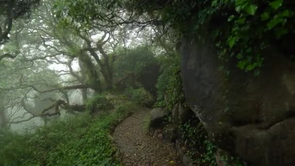 佩纳公园和石道上覆盖着苔藓的老树 — 图库视频影像