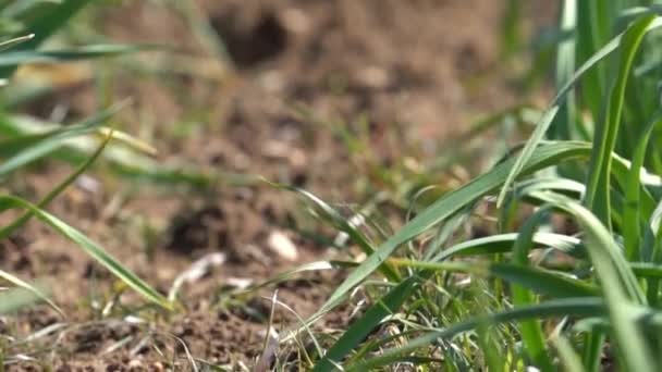 Rack Focus Travers Récolte Ail Sur Lit Jardin Tir Suivi — Video