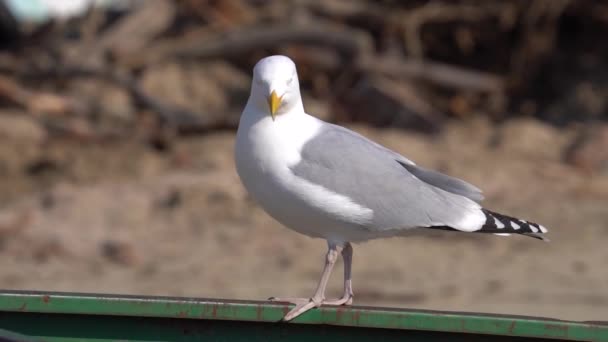 Portrait Young Sea Gull Resting Shore Normandy France Close — Stock Video