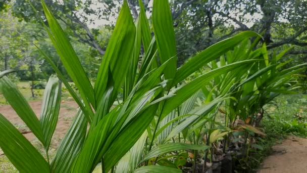 Primo Piano Colpo Statico Areca Noce Fogliame Ondeggiante Nel Vento — Video Stock