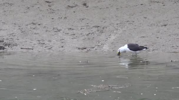Seagull Captured Eel Getting Shore Static Shot — Stock Video
