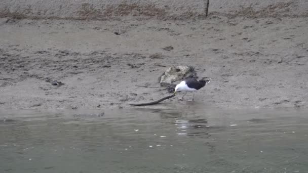 Hungry Seagull Carrying Dead Eel Water Food Static Shot — Stock Video