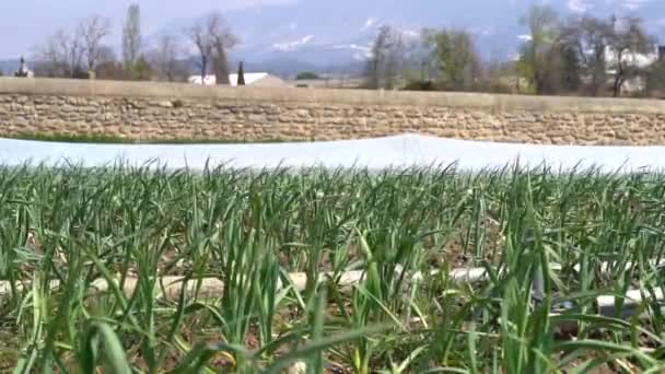 Gecultiveerd Land Met Het Kweken Van Biologische Knoflookgewassen Middelmatig Schot — Stockvideo