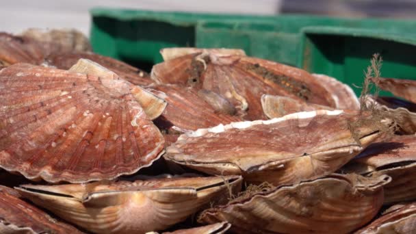 Кинг Скуп Pecten Fabus Готов Транспортировке Рынок Seafoods Закрыть Макро — стоковое видео