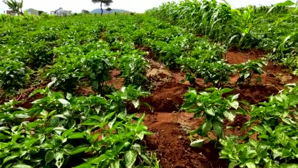 Capsium Çiftliği Loitokitok Kenya Mart 2021 Loitokitok Kenya Afrika Çiftçiler — Stok video