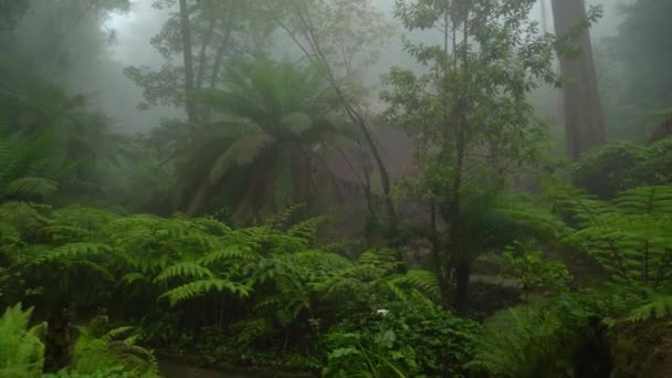 Ferns Growing Pena Park Covered Mysterious Eerie Fog — Stock video