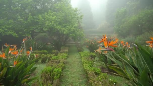 看起来像鸟鹤花的花 生长在有雾覆盖的整个地区的佩纳公园 — 图库视频影像