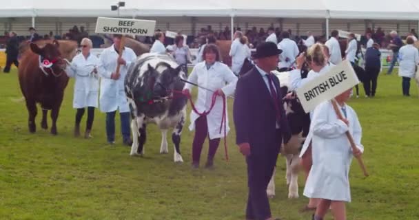 Royal Cornwall Show 2022 Cattle Being Walked Competing Event Wadebridge — Vídeo de Stock