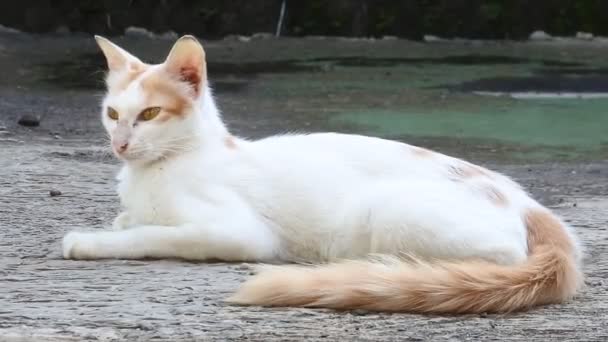 Gato Con Una Expresión Tensa Con Pelaje Blanco Naranja Calle — Vídeo de stock