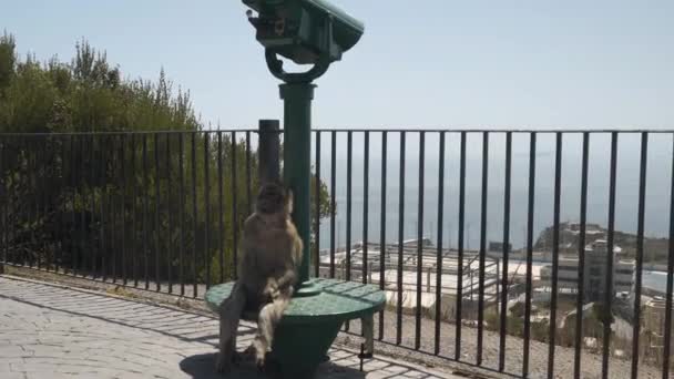 タワービューアの日陰に座っているジブラルタルのバーバリマカク猿 — ストック動画
