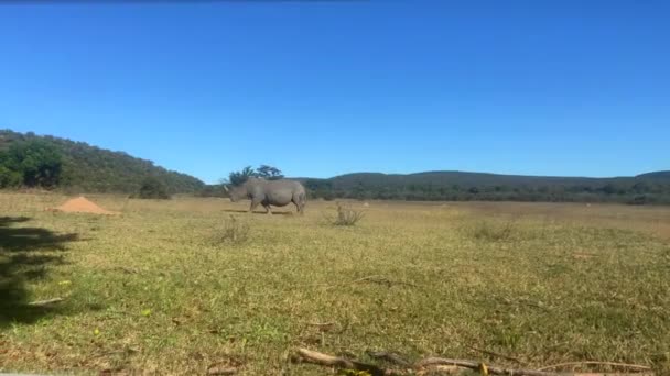 Rino Blanco Africano Caminando Pacíficamente Sabana Vista Través Valla — Vídeos de Stock