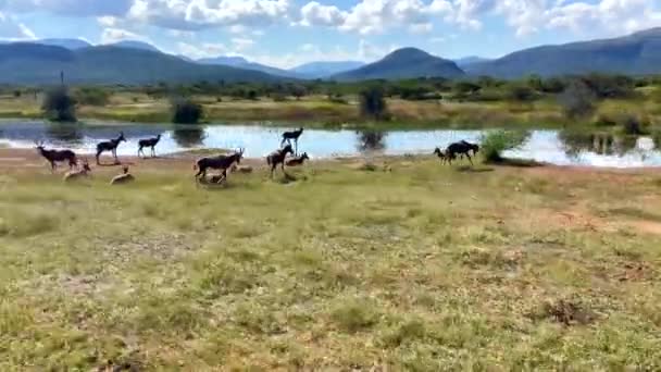 Fast Moving Shot Landscape Showing Blesbok Antilope Pond Green Fields — Wideo stockowe