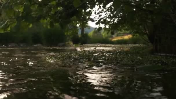 Ciemny Strzał Spokojnej Górskiej Wody Rzecznej Otoczony Cro Foot Roślin — Wideo stockowe