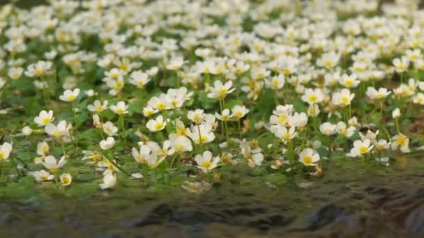 Gros Plan Des Plantes Corneille Pied Rivière Déplaçant Dans Eau — Video