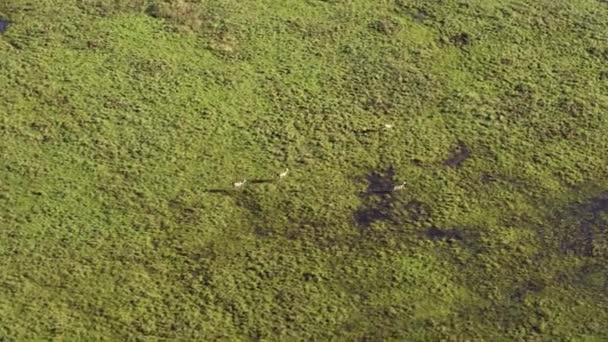 Luchtdrone Volgt Een Gehoord Van Roe Deer Door Moerasgebieden — Stockvideo