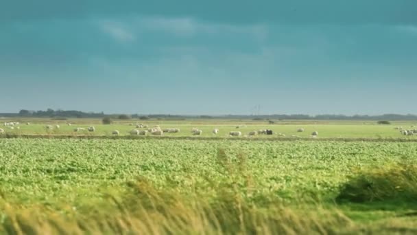 Flock Sheep Lush Green Pasture Grass Sways Wind Dark Stormy — Stock Video